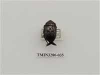 藏品(東方白點花金龜)的圖片